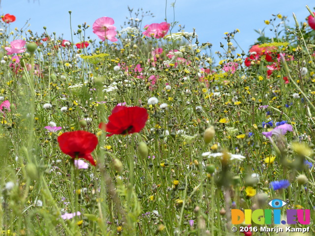 FZ030487 Wild flowers in Barry